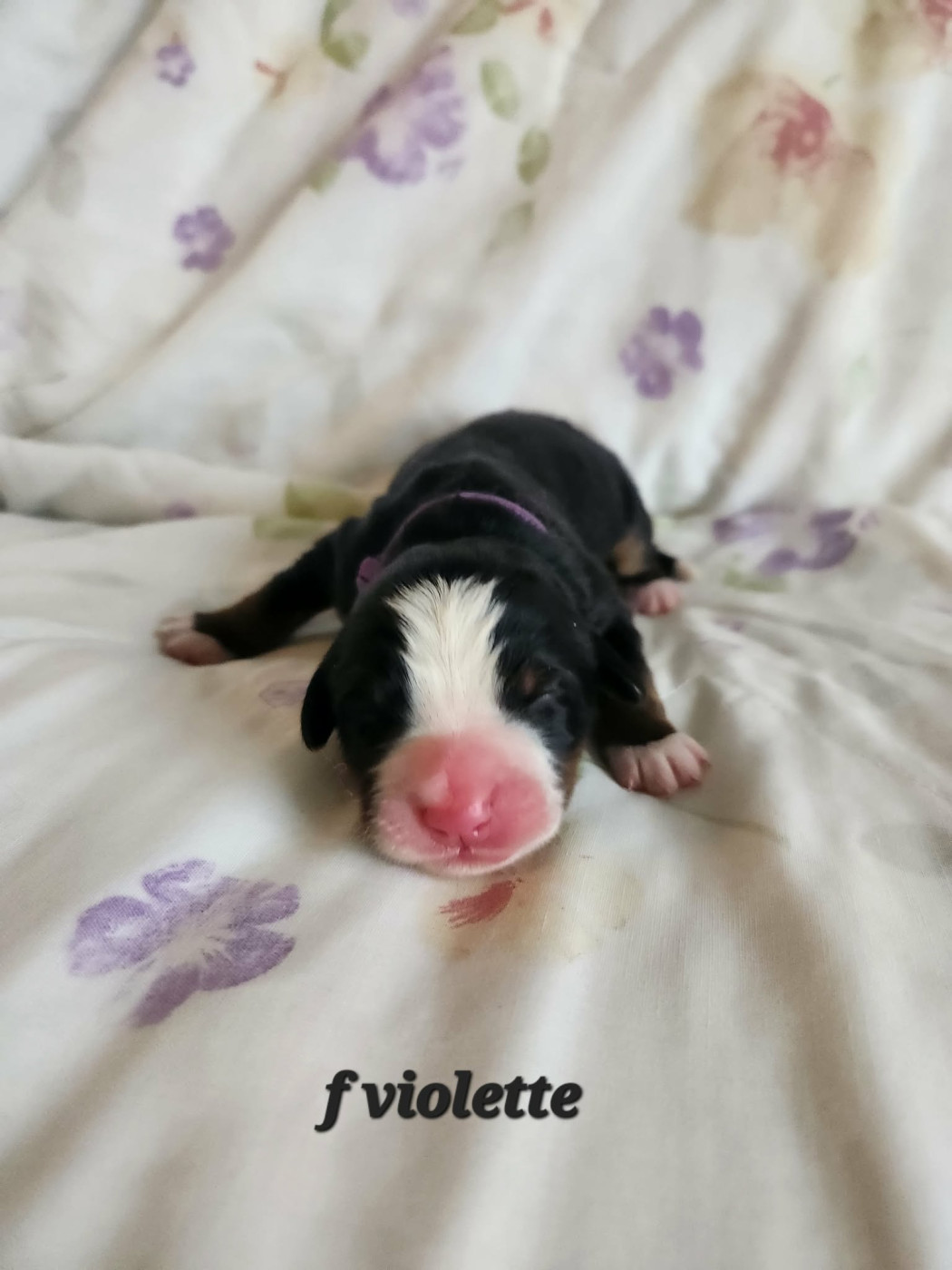 Du Coeur Du Limousin - Chiots disponibles - Bouvier Bernois