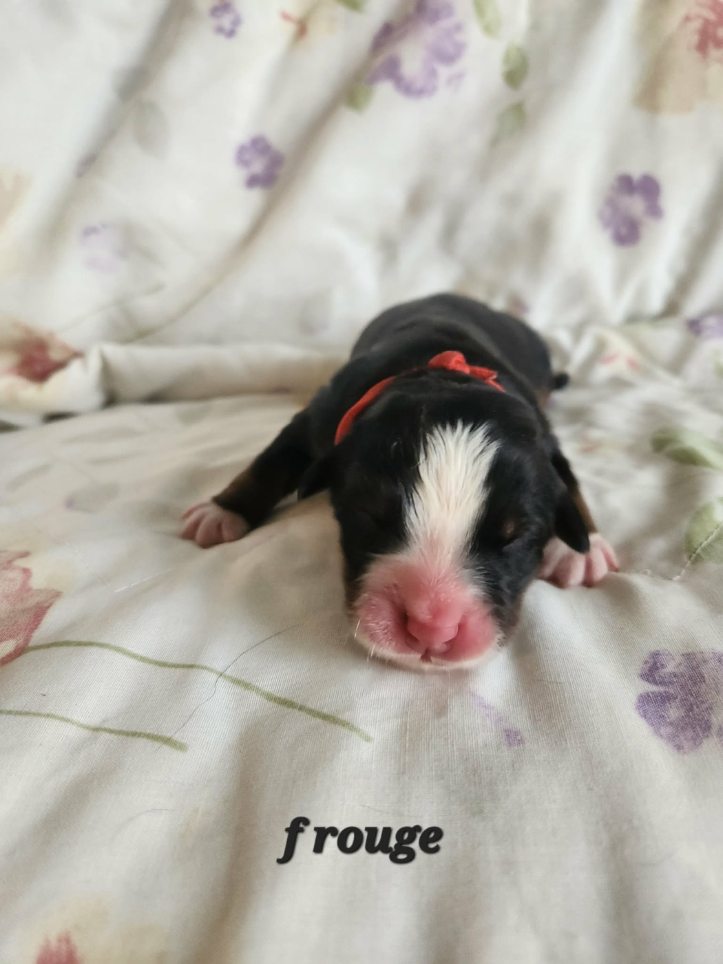 Du Coeur Du Limousin - Chiots disponibles - Bouvier Bernois