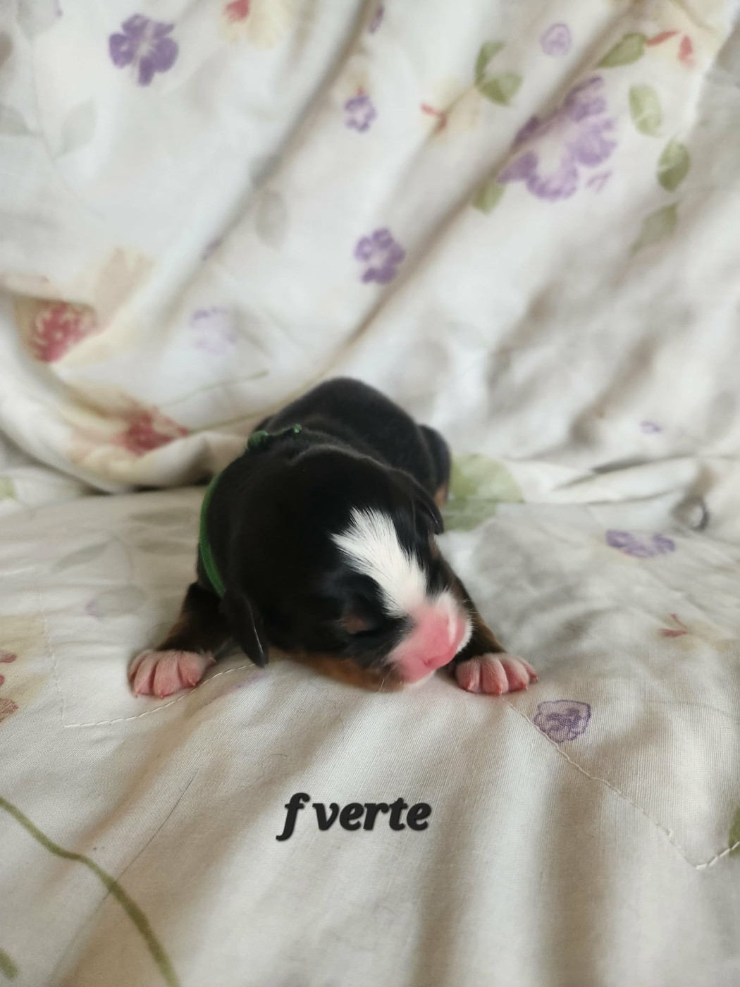 Du Coeur Du Limousin - Chiots disponibles - Bouvier Bernois