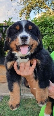 CHIOT