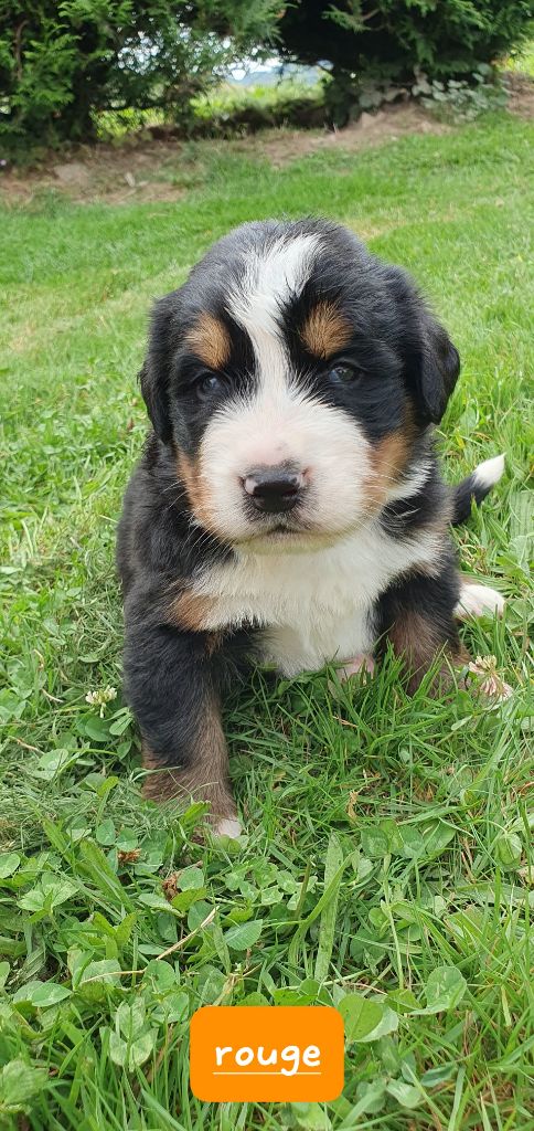 Du Coeur Du Limousin - Chiots disponibles - Bouvier Bernois